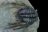 Spiny Leonaspis Trilobite - Morocco #138112-2